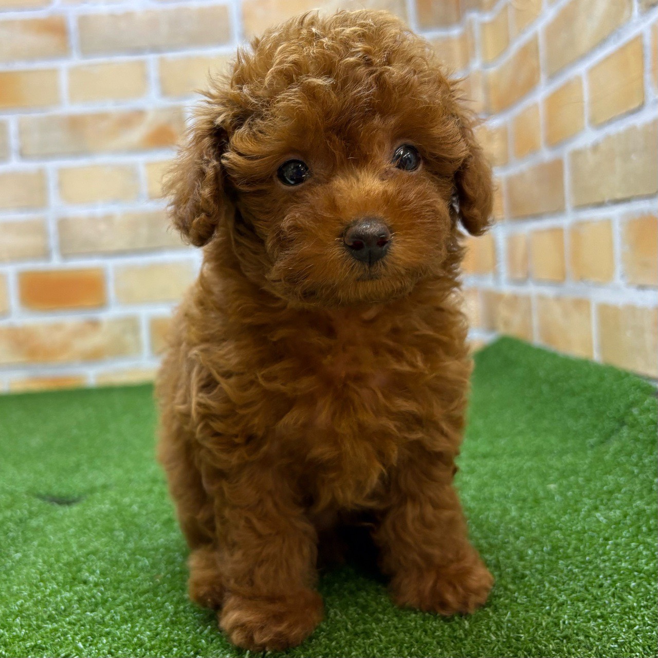 トイプードル 価格の安い♢トイプードル(父2.8㎏×母2.2㎏)♂【横浜店