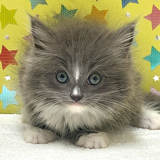 価格の安いMIX（サイベリアン×ラグドール）♂ / ペットショップ