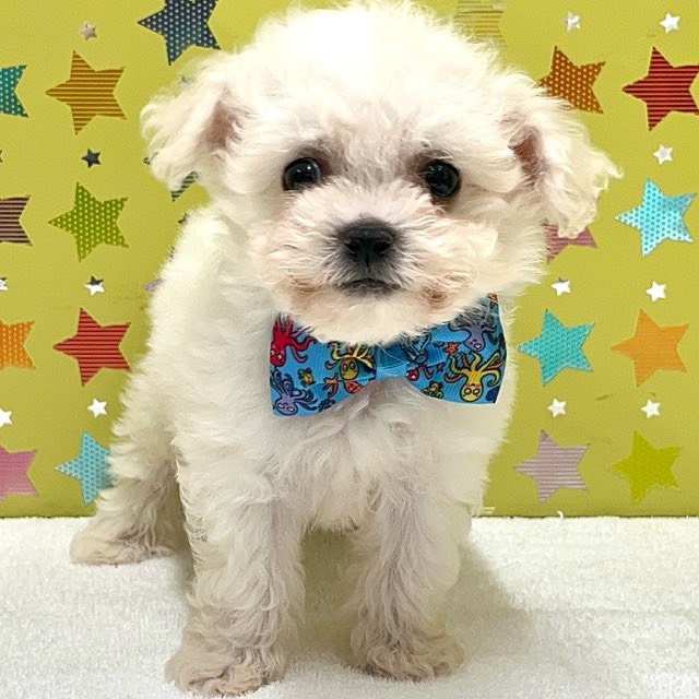 送料無料♡おすわりビションフリーゼ 送料無料♡おすわりビションフリーゼ - メルカリ