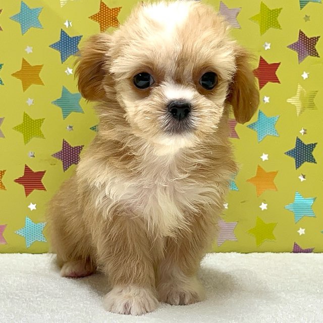 ルーシーちゃんページ ルーシーちゃんページ LUCY (@LUCYgirlish_) / X