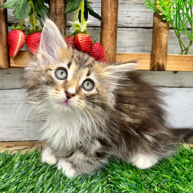 夢ねこ　ヴィーナス　ノルウェージャンフォレストキャット 立派なしっぽだね〜😘 #ノルウェージャンフォレストキャット