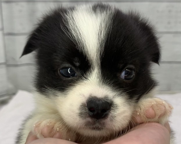 白黒犬ページ 価格の安いMIX♀(ブラック&ホワイト) 父ペキニーズ(ホワイト4.5