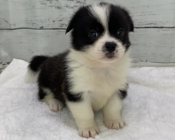 白黒犬ページ 価格の安いMIX♀(ブラック&ホワイト) 父ペキニーズ(ホワイト4.5