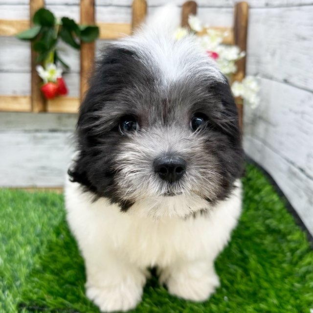 埼玉県のハーフ犬・ミックス犬 (かねだい所沢店/2024年7月25日生まれ/男の子/ホワイトブラック)の子犬