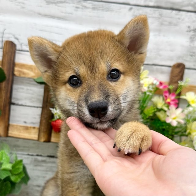 埼玉県の柴犬(標準サイズ) (かねだい所沢店/2024年7月12日生まれ/女の子/赤)の子犬