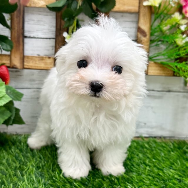 埼玉県のマルチーズ (かねだい所沢店/2024年8月3日生まれ/男の子/ホワイト)の子犬