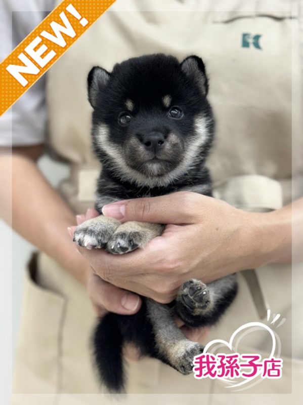 千葉県の柴犬(標準サイズ) (かねだい我孫子店/2024年8月10日生まれ/男の子/黒)の子犬