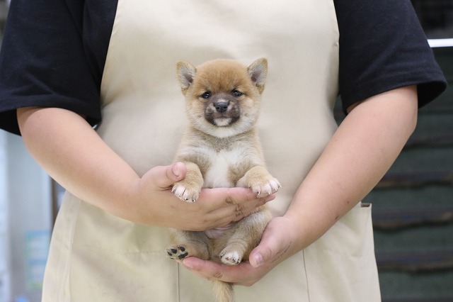 埼玉県の豆柴 (かねだい草加店/2024年8月10日生まれ/男の子/赤)の子犬