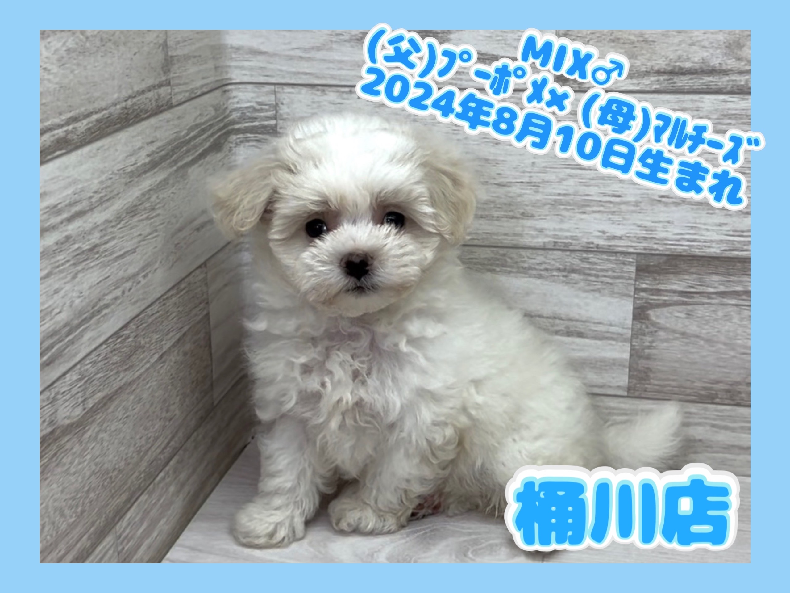 埼玉県のハーフ犬・ミックス犬 (かねだい桶川店/2024年8月10日生まれ/男の子/その他色)の子犬