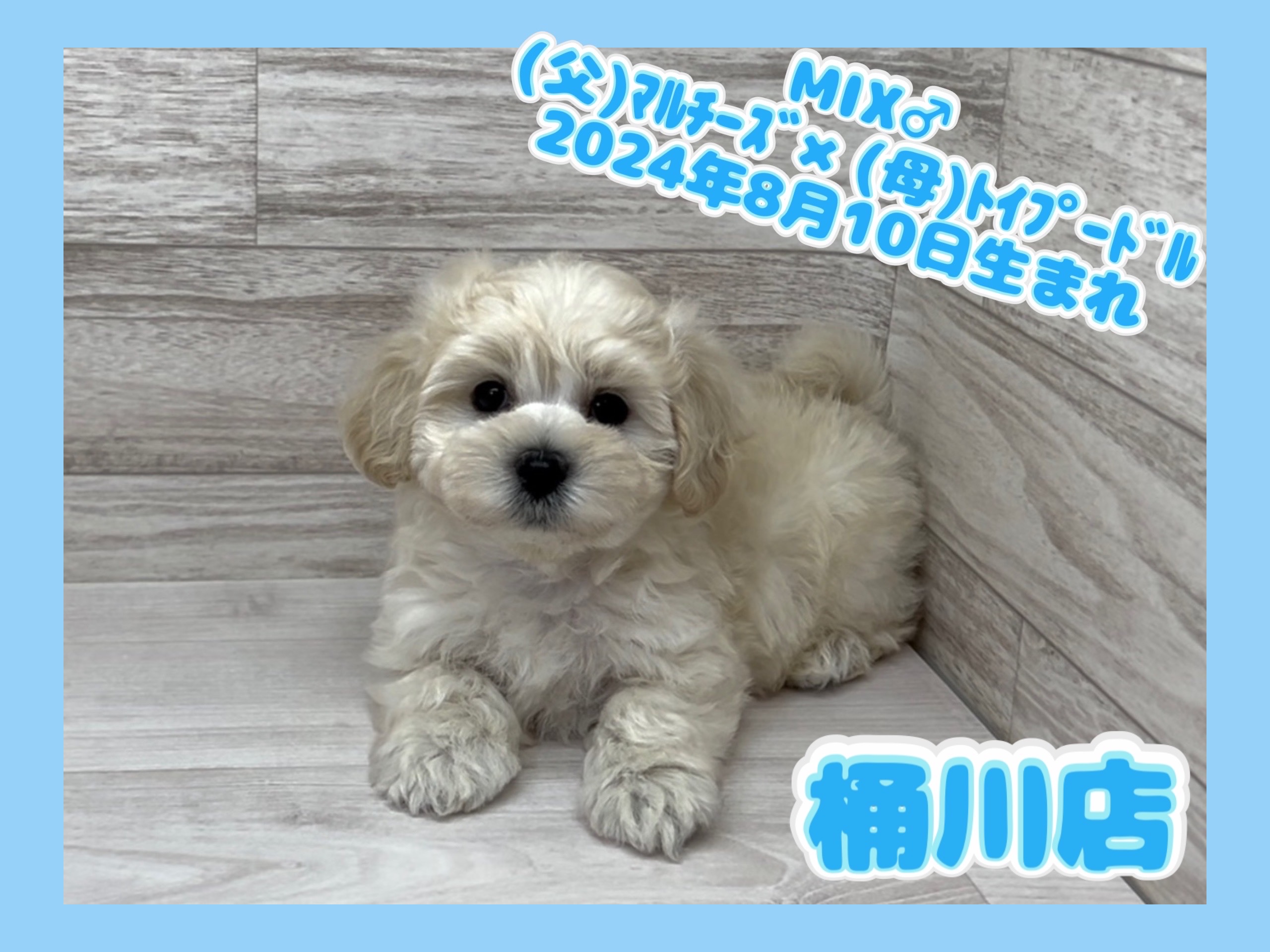 埼玉県のハーフ犬・ミックス犬 (かねだい桶川店/2024年8月10日生まれ/男の子/その他色)の子犬