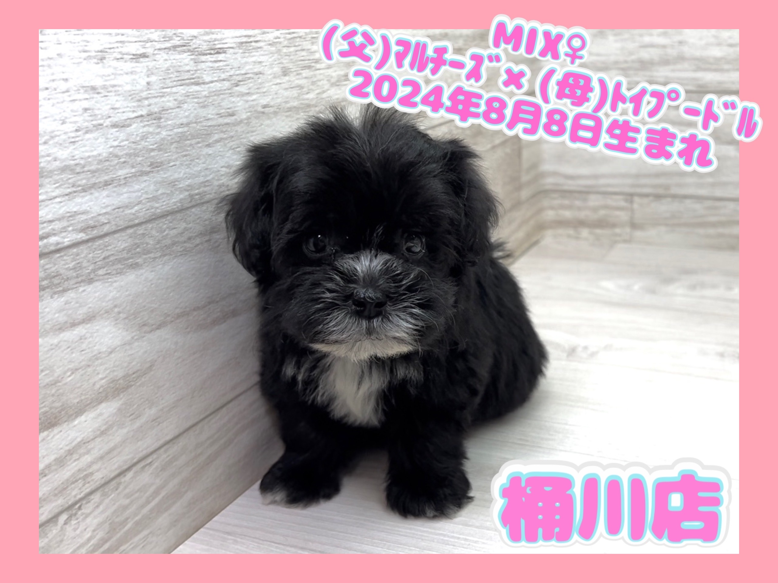 埼玉県のハーフ犬・ミックス犬 (かねだい桶川店/2024年8月8日生まれ/女の子/その他色)の子犬