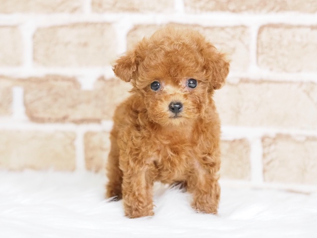 埼玉県のトイプードル(トイ) (かねだい戸田店/2024年8月11日生まれ/女の子/レッド)の子犬