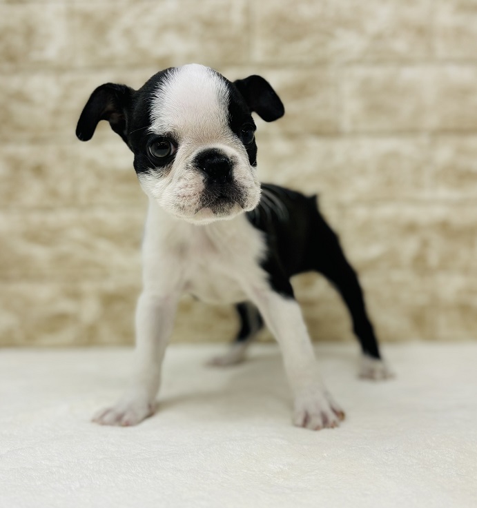 神奈川県のボストンテリア (かねだい伊勢原店/2024年8月3日生まれ/男の子/ボストンカラー)の子犬