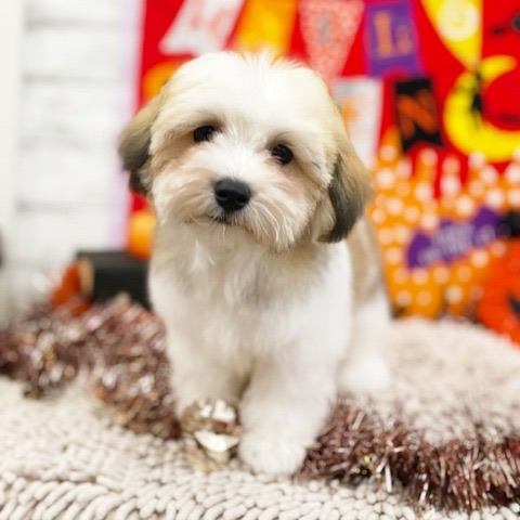 千葉県のハーフ犬・ミックス犬 (かねだい四街道店/2024年6月29日生まれ/男の子/その他色)の子犬