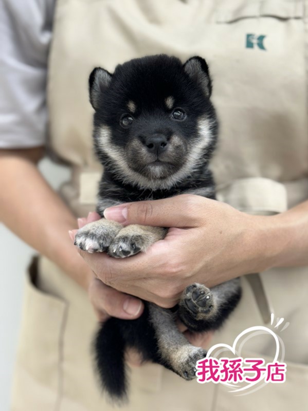 千葉県の柴犬(標準サイズ) (かねだい我孫子店/2024年8月10日生まれ/男の子/黒)の子犬