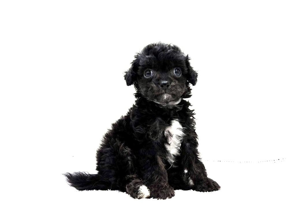 作家さんの黒い犬 価格の安いMIX犬（父：ロングチワワ 母：トイプードル）♂入舎時