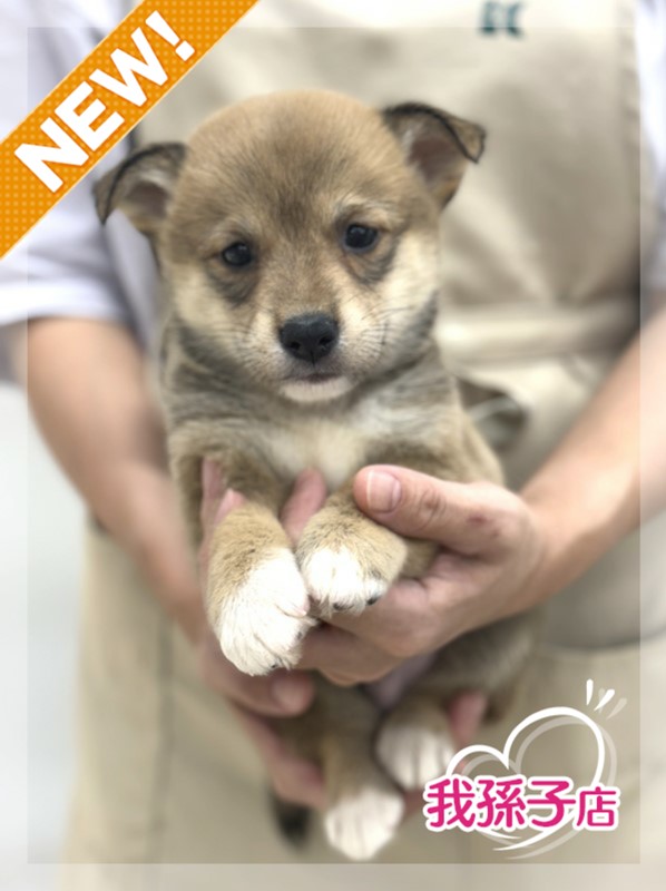 千葉県のハーフ犬・ミックス犬 (かねだい我孫子店/2024年8月17日生まれ/男の子/レッドホワイト)の子犬