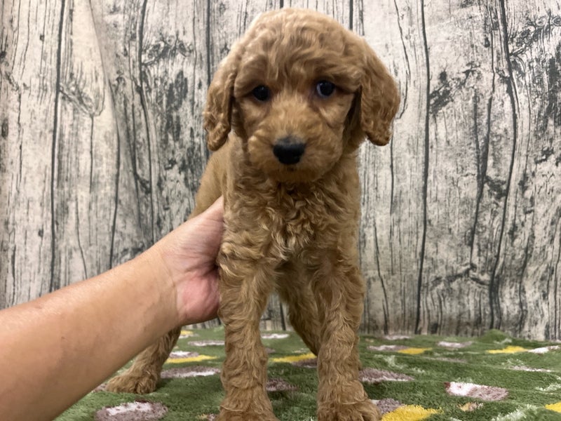 埼玉県のハーフ犬・ミックス犬 (かねだいアクアパーク店/2024年8月16日生まれ/女の子/アプリコット)の子犬