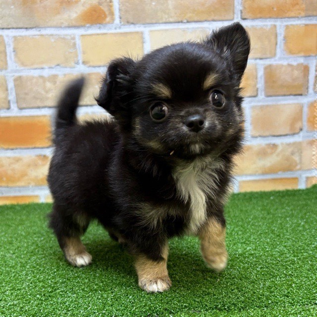 黒ねこ様リクエスト チワワ 黒ねこ様リクエスト チワワ