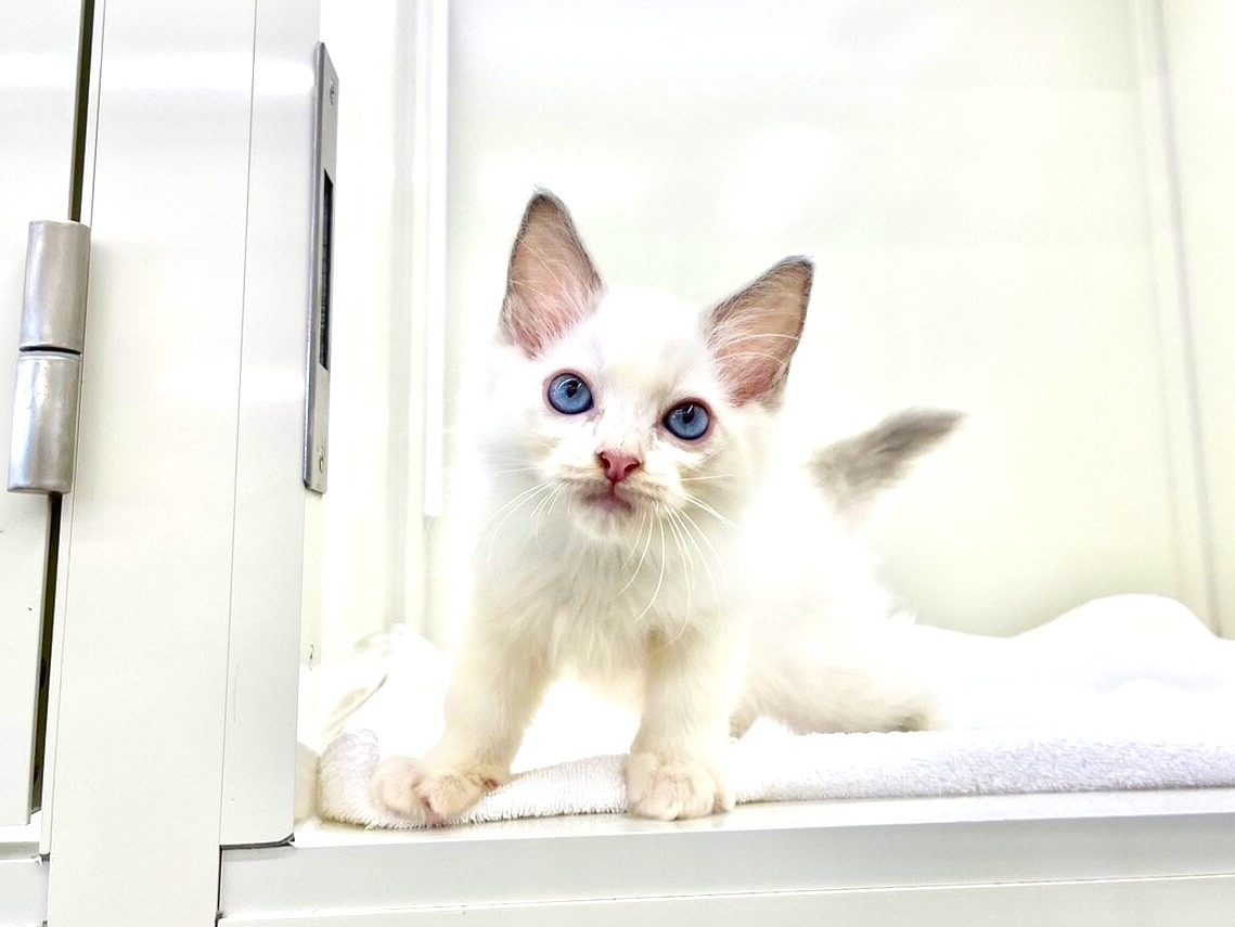 東京都のラグドール (かねだい本町田店/2024年8月13日生まれ/男の子/ブルーポイントバイカラー)の子猫