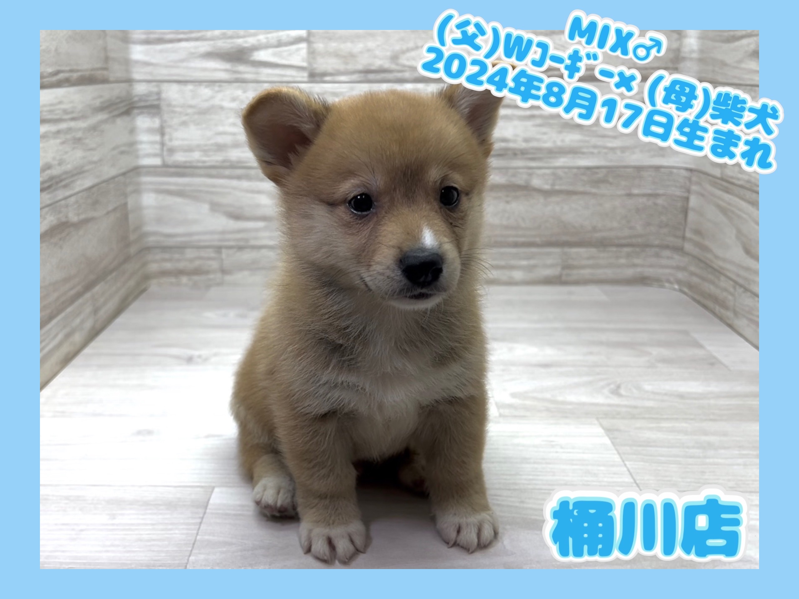 埼玉県のハーフ犬・ミックス犬 (かねだい桶川店/2024年8月17日生まれ/男の子/その他色)の子犬