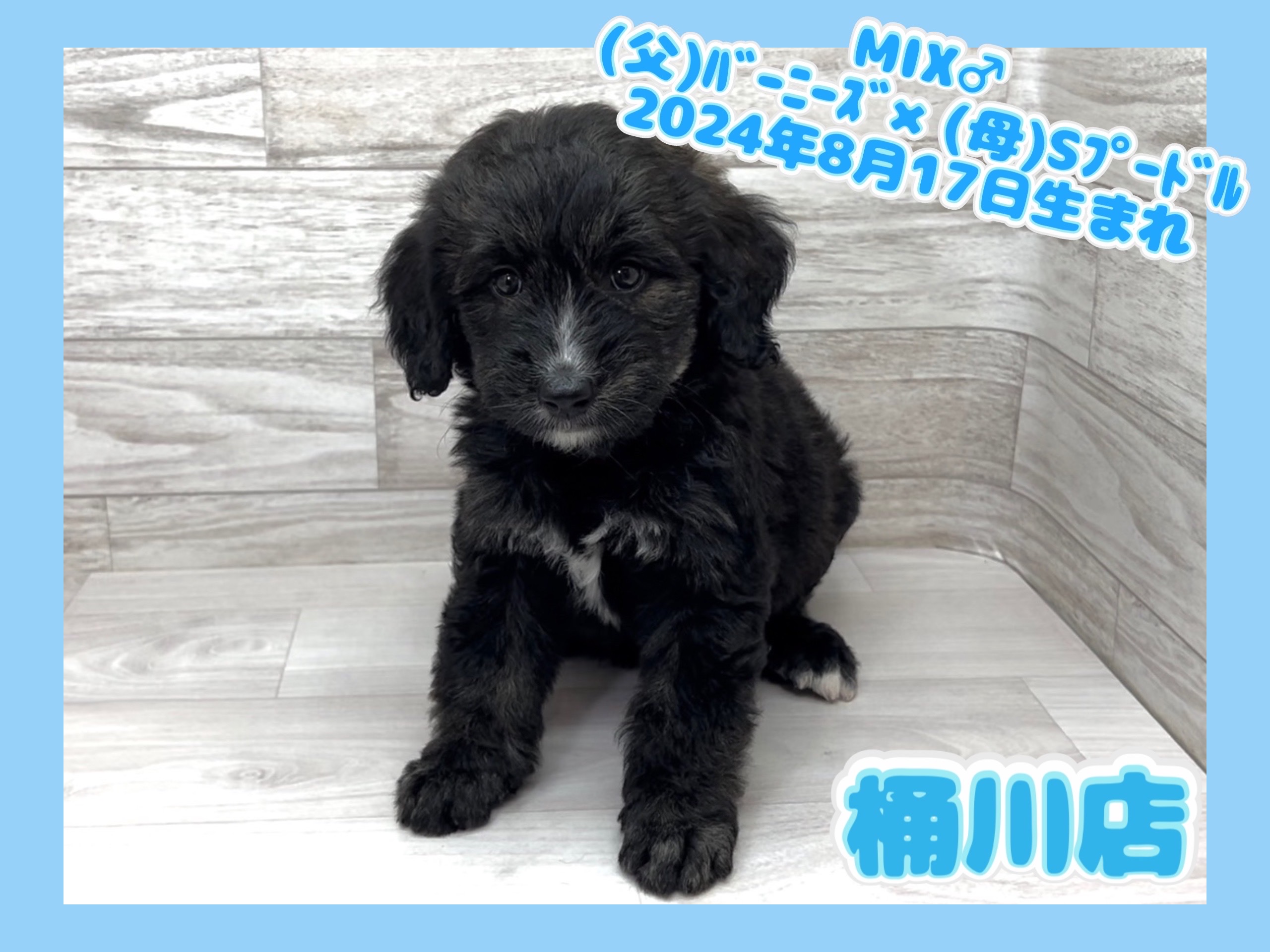 埼玉県のミックス犬 (かねだい桶川店/2024年8月17日生まれ/男の子/その他色)の子犬