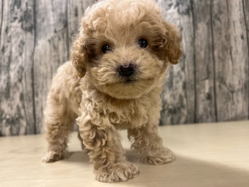 トイプーママ❤️ 🐶：プービション(パパ：トイプードル ママ：ビションフリーゼ