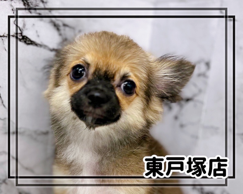 価格の安い◾️犬MIX【父：チワワ2.5kg×母：犬MIX（チワワ×コーギー