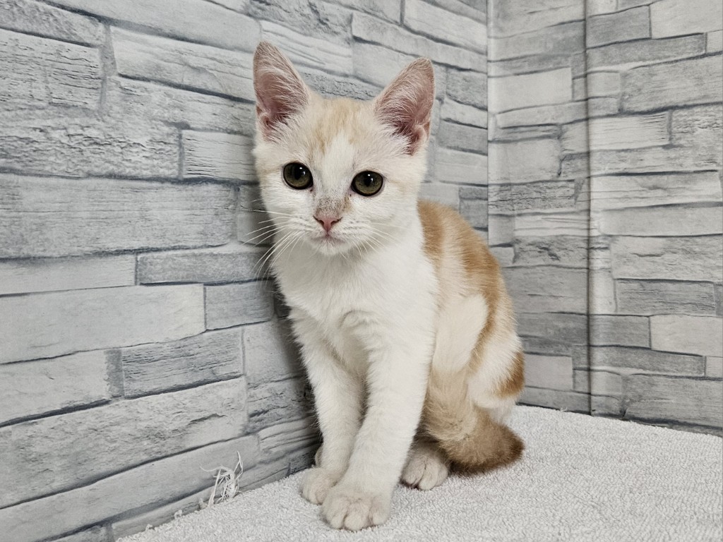 価格の安いマンチカン♂ / ペットショップ【かねだい】