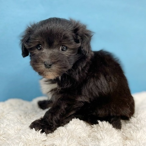 プードル様 リクエスト 5点 まとめ商品 Riꕤ様 リクエスト 5点 まとめ商品 プードル様 リクエスト 5点