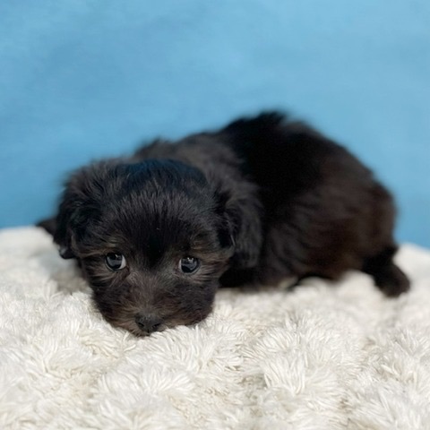 価格の安い【NEW】10/20撮影！犬MIX✨（トイプードル×マルチーズ