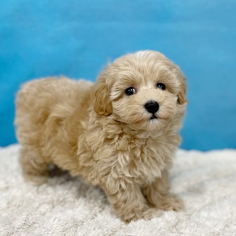 数量限定品‼️超レアパネル　トイプードル　大吉おみくじ　両面　ハンドメイド 価格の安い【NEW】10/20撮影！犬MIX✨（マルチーズ×トイプードル