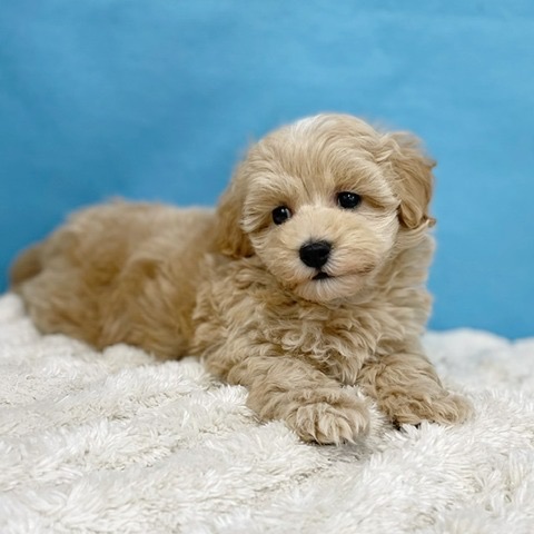 トイプードル❤️クリスマス特別価格❤️　　　　　　　　　　　　お迎え決まりました トイプードル❤️クリスマス特別価格❤️ お迎え決まりました