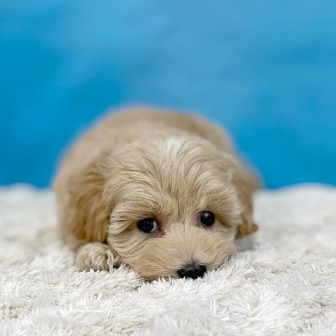 犬 MANDARINE BROTHERS マンダリンブラザーズ ドッグウェア スキン