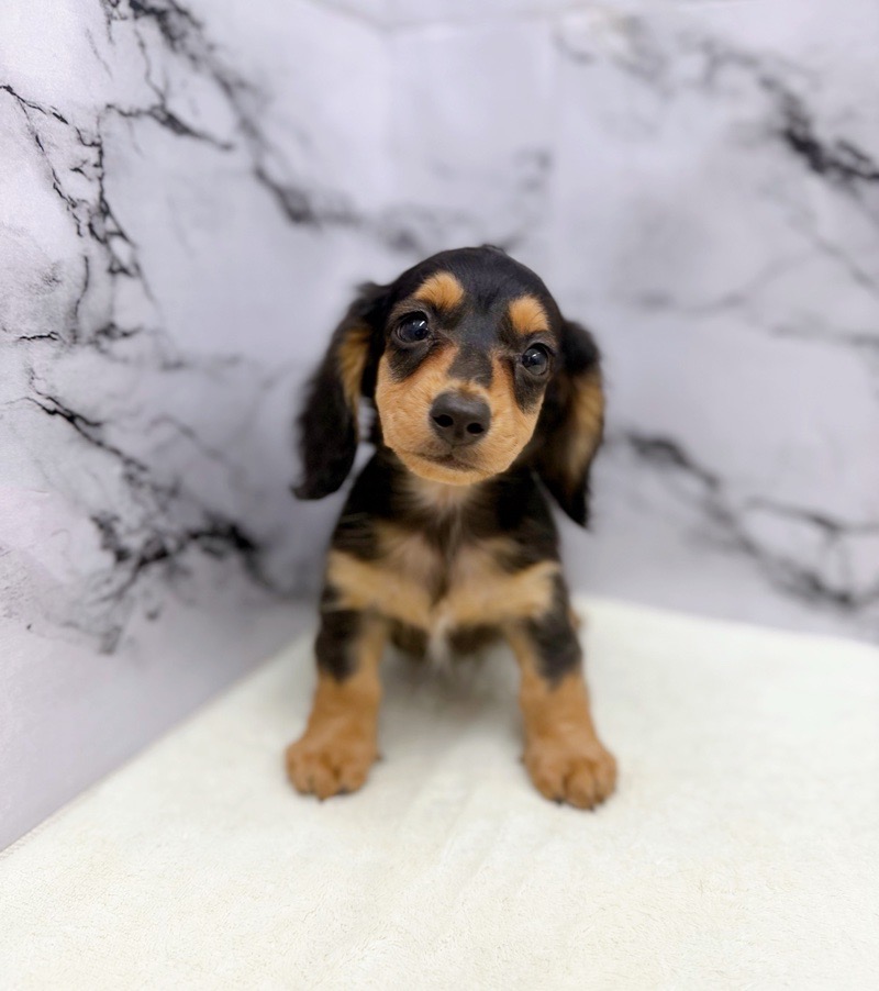 9/5まで　【最終値下げ】RUSHTON ラシュトン　ダック　あひる　36cm RUSHTON ラシュトン ダック あひる 36cm Patriotic Mini Rubber