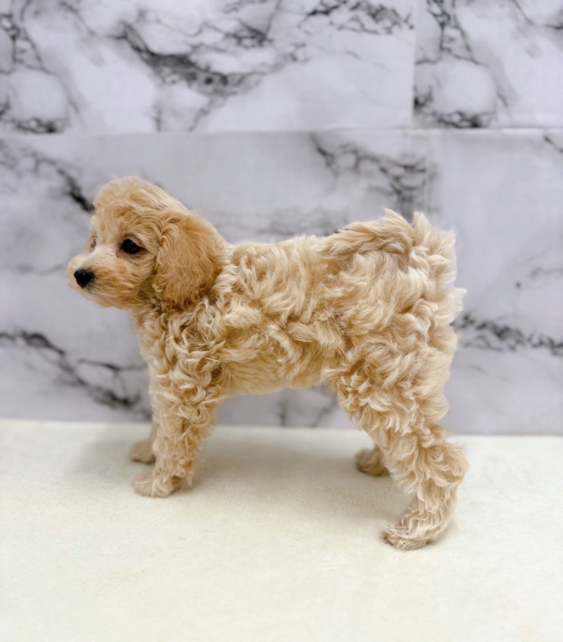 価格の安い◾️犬MIX【父：トイプードル2.5kg×母：犬MIX