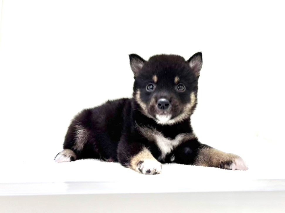 柴犬アンちまSHOP♥️化粧品大量セット 価格の安い豆柴犬♂ / ペットショップ【かねだい】