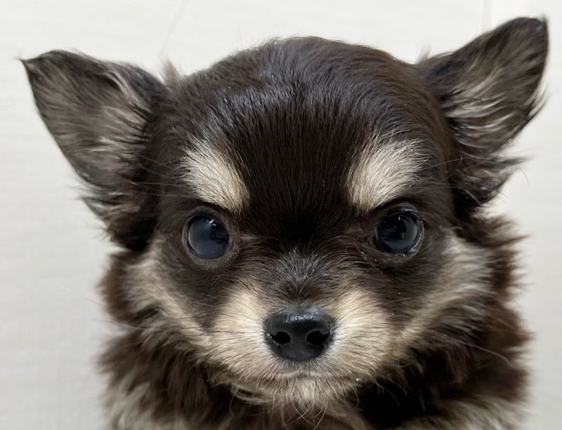 チワワ 価格の安いロング・チワワ ♂ （八千代店）ブラックタン