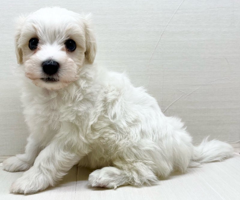 ※いぬ様専門ページ デジタルいぬ（どっご/YesMyDoggo）🥐 on X