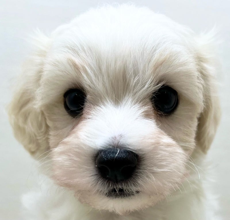 価格の安いMIX犬 ♂ (父）マルチーズ×（母）ビション・フリーゼ