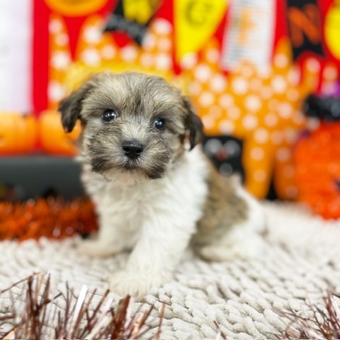 千葉県のハーフ犬・ミックス犬 (かねだい四街道店/2024年8月25日生まれ/男の子/ホワイトタン)の子犬