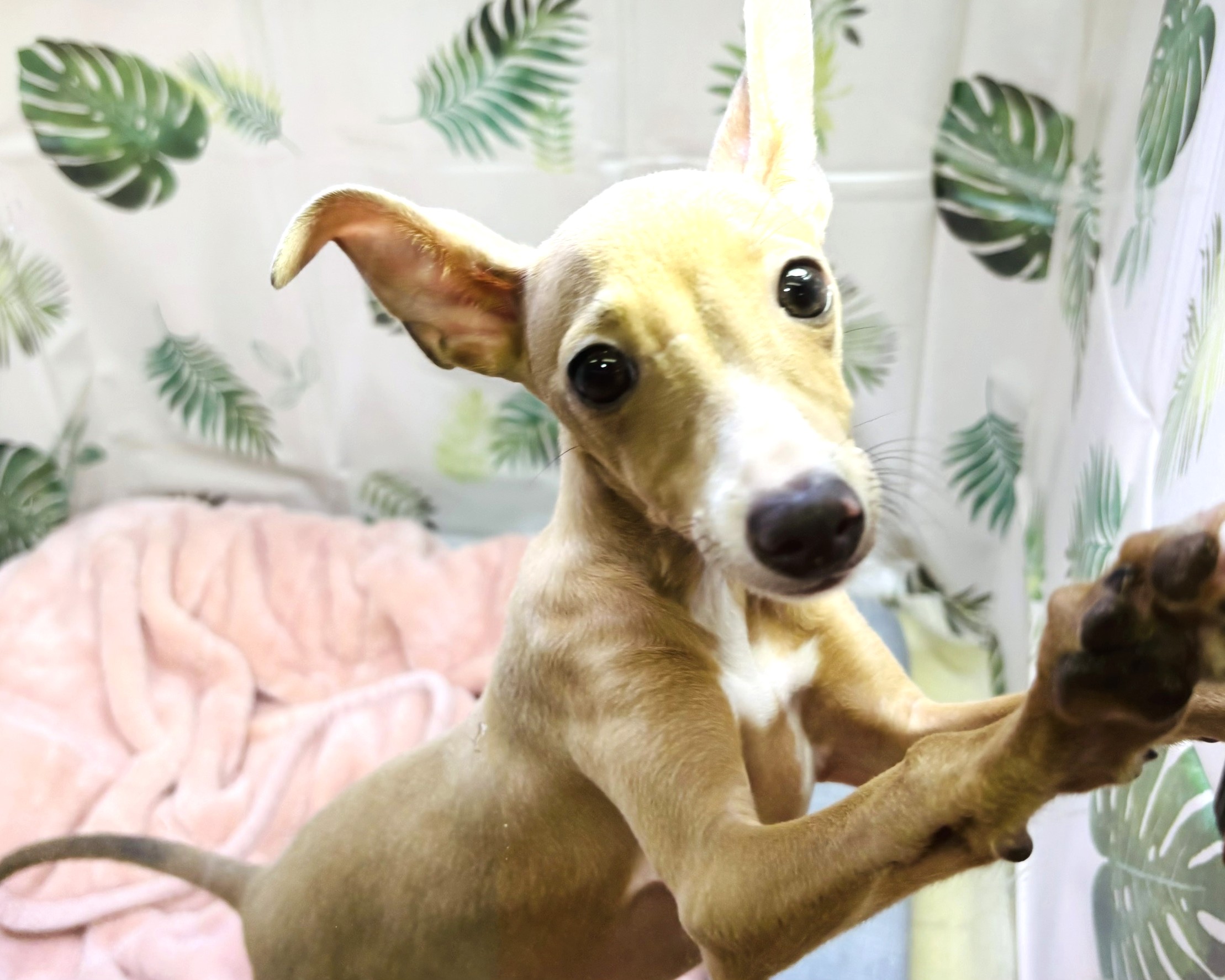 価格の安いイタリアングレーハウンド フォーン＆ホワイト