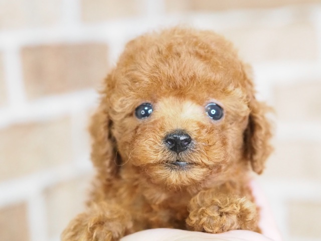 埼玉県のトイプードル(トイ) (かねだい戸田店/2024年8月22日生まれ/男の子/レッド)の子犬