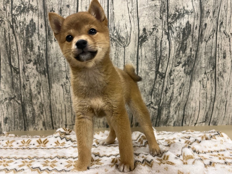 埼玉県の豆柴 (かねだいアクアパーク店/2024年8月9日生まれ/女の子/赤)の子犬