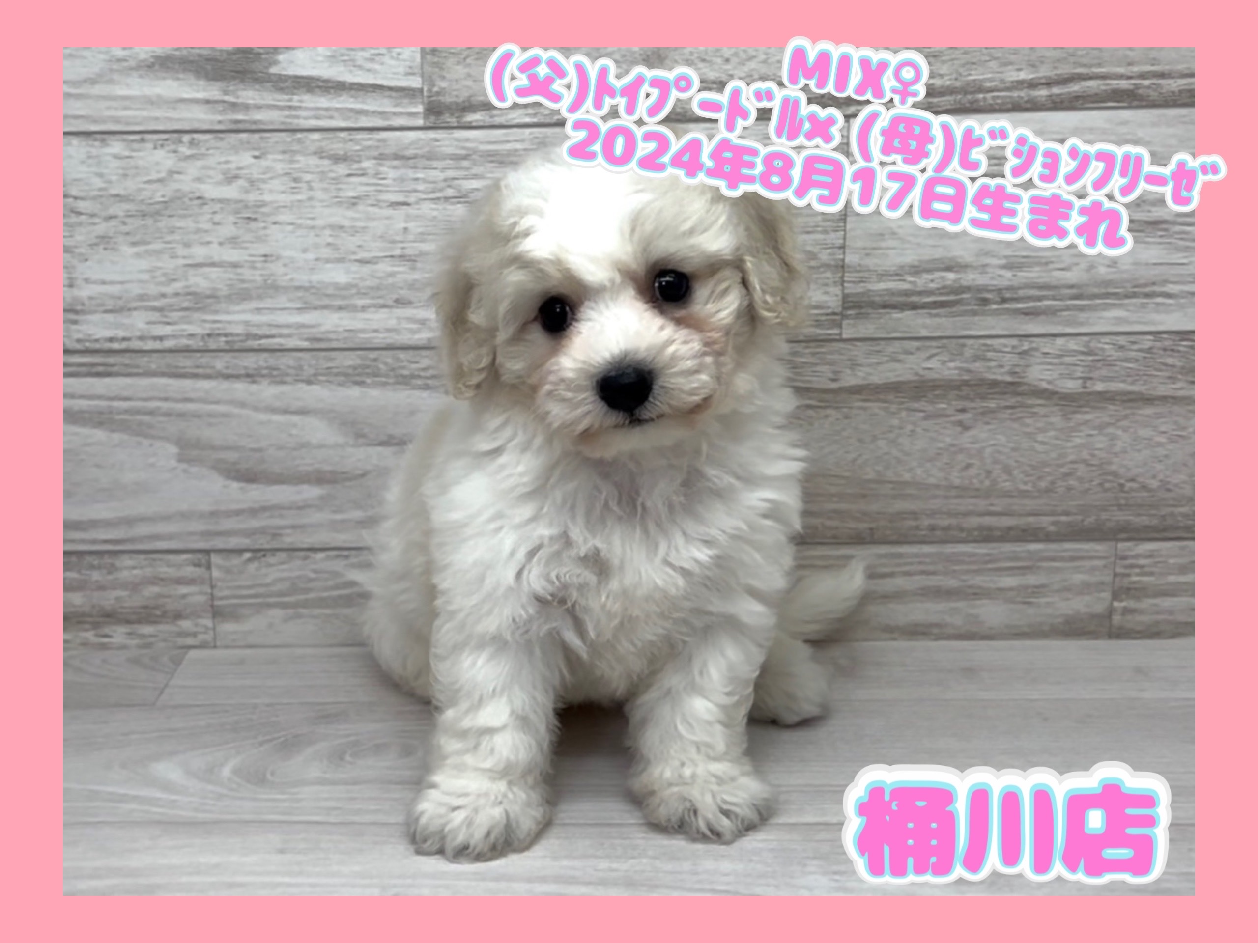 埼玉県のハーフ犬・ミックス犬 (かねだい桶川店/2024年8月24日生まれ/女の子/その他色)の子犬