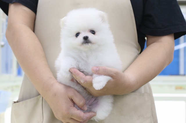 埼玉県のポメラニアン (かねだい草加店/2024年8月25日生まれ/女の子/クリーム)の子犬