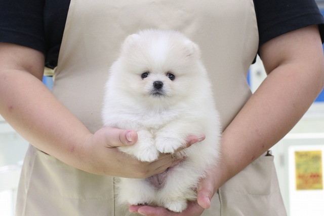 埼玉県のポメラニアン (かねだい草加店/2024年8月20日生まれ/女の子/クリーム)の子犬