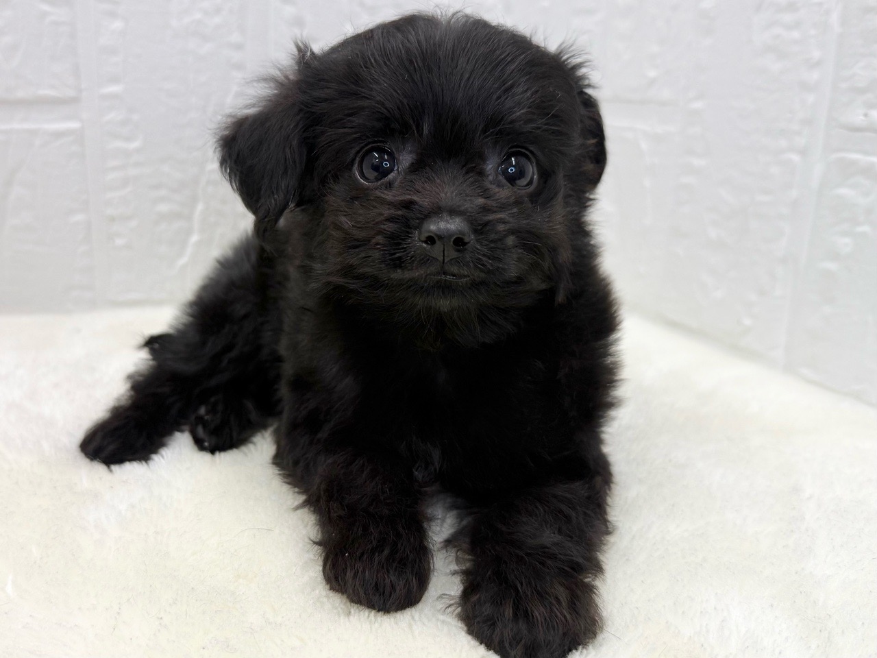 トイプー 価格の安いチワプー♂（父:チワワ×母:トイ・プードル） / ペット