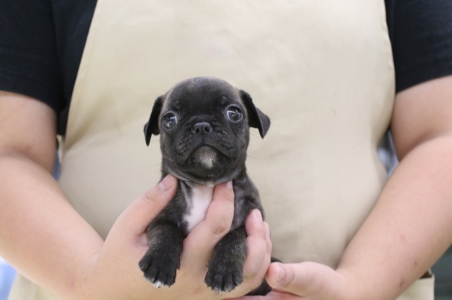 埼玉県の犬ハーフ (かねだい草加店/2024年8月26日生まれ/男の子/ブリンドル)の子犬