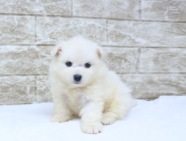 神奈川県のポメラニアン (かねだい伊勢原店/2024年8月26日生まれ/男の子/クリーム)の子犬